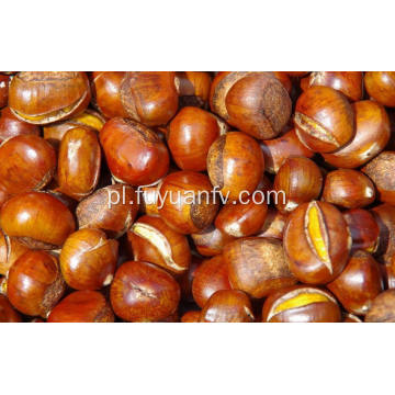 Professional Exporting New Season 70-90 Size Fresh Chestnut